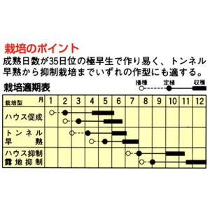 カボチャの種 すずなりカボちゃん 6粒 ( 野...の詳細画像1