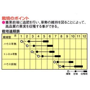カボチャの種 朱姫 (あけひめ) 6粒 ( 野...の詳細画像1
