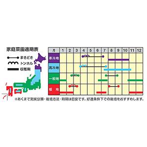 ニンジンの種 恋美人 コート1万粒の詳細画像1