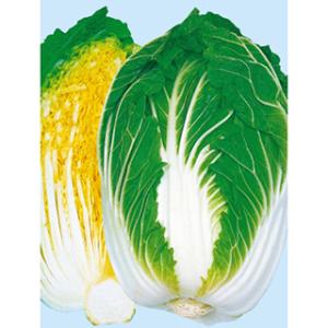黄苑80 (白菜の種) 小袋 約100粒 ( 野菜の種 )