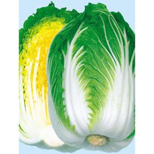黄久娘80 (白菜の種) 小袋 約100粒 ( 野菜の種 )
