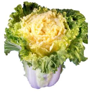 EXキング山東菜 (その他葉菜類の種) 小袋 約3ml ( 野菜の種 )
