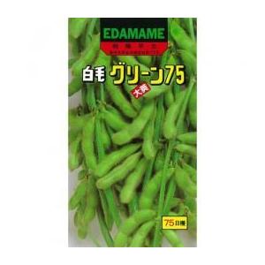 野菜の種/種子 ビックリジャンボ・いんげん 30ml （メール便発送