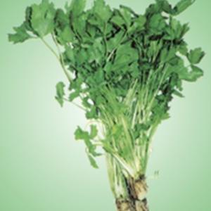 白滝ミツバ (三つ葉の種) 小袋 ( 野菜の種 )