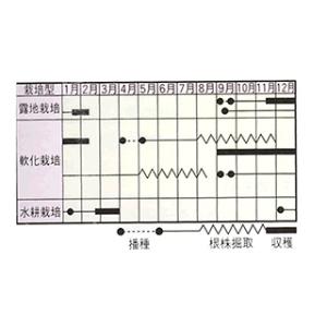 白滝ミツバ (三つ葉の種) 小袋 ( 野菜の種 )の詳細画像1