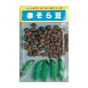 越前赤そらまめ (ソラマメの種) 小袋 約1dl ( 野菜の種
