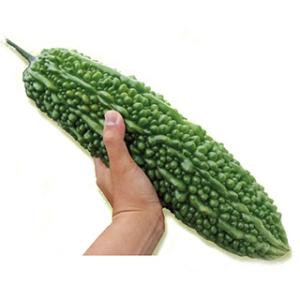 ニガウリ、ゴーヤの種 沖縄願寿ゴーヤー 1dl ( 野菜の種 )｜saien-club