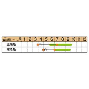 オクラの種 フィンガー5 1dl ( 野菜の種 )の詳細画像1