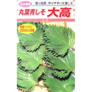 丸葉青しそ大高 (シソの種) 小袋 約5ml ( 野菜の種 )