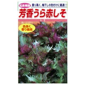 芳香うら赤しそ (シソの種) 小袋 約5ml ( 野菜の種 )