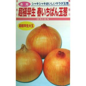 玉ねぎの種 春いちばん玉葱 4ml ( 野菜の種 )