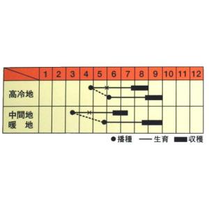 赤ちりめんしそ紫香 (シソの種) 小袋 約5m...の詳細画像1