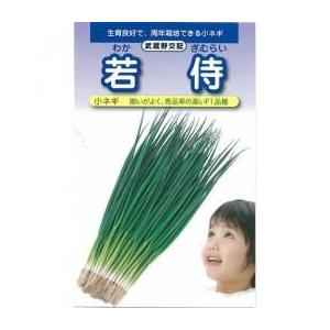 ネギの種 小ネギ若侍 2dl缶 ( 野菜の種 ) : 菜園くらぶ Yahoo!店