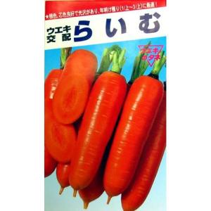 人参の種 らいむ五寸 2dl缶 ( 野菜の種 )