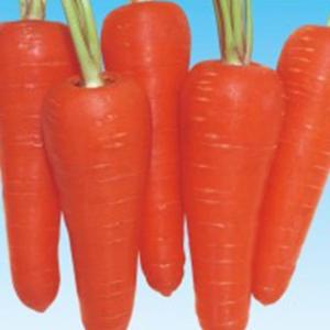 人参の種 ちはま五寸 小袋 約20ml ( 野菜の種 )