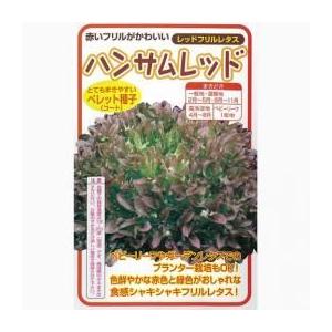 ヒートガイ レタスの種子 コート5000粒×3個 ヒートガイ レタスの種子 コート5000粒×3個 ヒートガイ レタス ｜ 品種