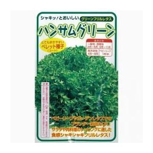 フリルレタスハンサムグリーン (レタスの種) 小袋 約Lコート100粒 ( 野菜の種 )