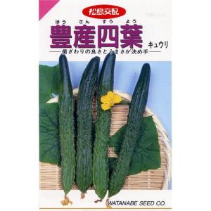 福花園種苗 西洋芝種子 バミューダグラス 種子1L詰 皮取種(普通種