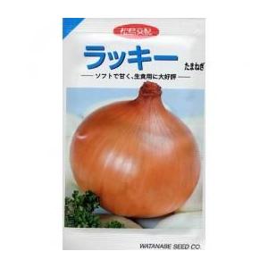 玉ねぎの種 ラッキー 20ml ( 野菜の種 )の商品画像