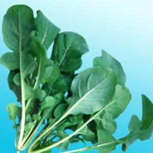 ニコル・ルッコラ (その他葉菜類の種) 小袋 約...の商品画像