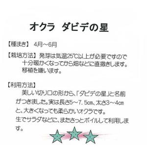オクラの種 ダビデの星 小袋 約2ml(約20...の詳細画像1