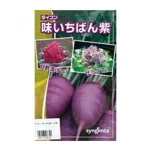 大根の種 味いちばん紫 50粒 ( 野菜の種 )