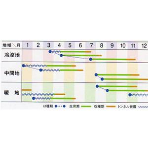ニンジンの種 アロマレッド 小袋 (約5ml)の詳細画像1