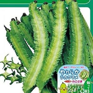 シカクマメの種 わこさま 小袋（10ml） ( 野菜の種 )｜saien-club