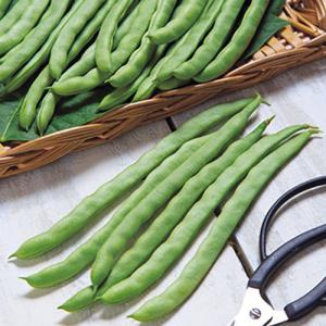 つるありインゲン豆の種 ケンタッキー101 1dl ( 野菜の種 )