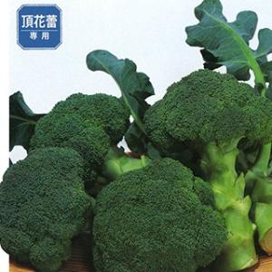 SK9-099 ブロッコリー種子 ペレット5000粒 【野菜種子】【サカタのタネ