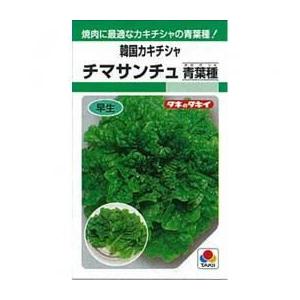 レタスの種 チマサンチュ青葉 小袋(GF 0.9ml)