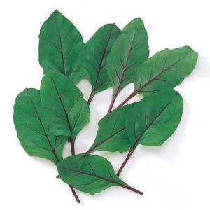 ベビーリーフの種 ビート（デトロイト） 小袋 約1dl ( 野菜の種 )