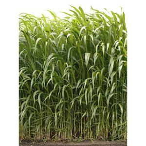 緑肥の種 ソルゴー つちたろう 1kg 牧草