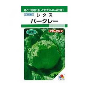 レタスの種 バークレー 小袋(GF 0.5ml)