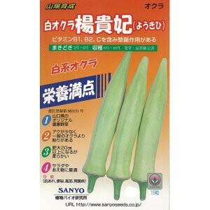 オクラの種 白オクラ 楊貴妃 小袋 ( 野菜の種 )