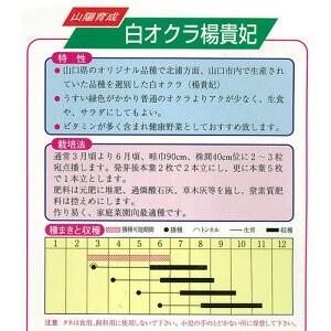オクラの種 白オクラ 楊貴妃 小袋 ( 野菜の種 )の詳細画像1