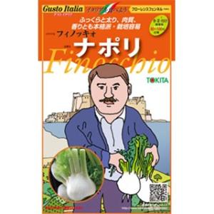 フィノッキオ（フローレンスフェンネル）の種  ナポリ  小袋(約80粒) ( 野菜の種 )