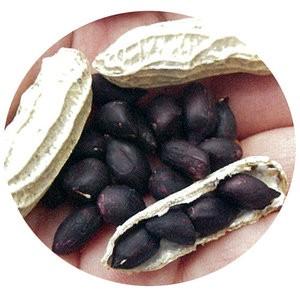 黒落花生 (落花生の種) 小袋 約20ml(約13粒) ( 野菜の種