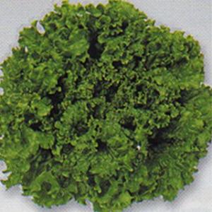 タキイ種苗 レタス ヒートガイ ペレット5000粒 : 種苗・園芸ショップ