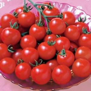 トマトの種 ＣＦココ  1000粒 ( 野菜の種 )
