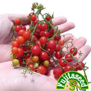 トマトの種 マイクロトマト（赤） 小袋