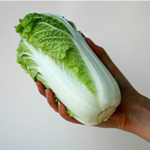 タキイ種苗 レタス ヒートガイ ペレット5000粒 : 種苗・園芸ショップ