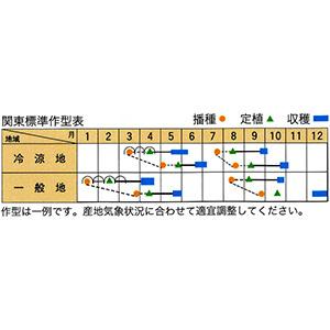 ハクサイの種 娃々菜(春秋用) コート5000粒の詳細画像1
