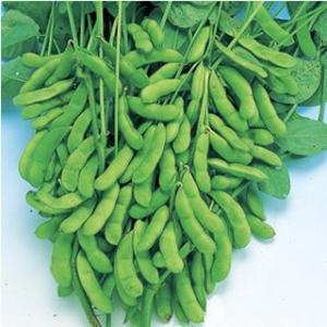 エダマメの種 福成 小袋(PF 80ml)