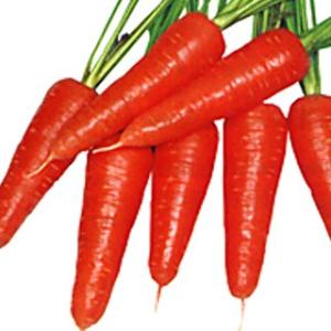 ニンジンの種 紅芯五寸 小袋(5ml) ( 野菜...の商品画像