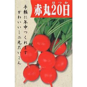 二十日大根の種 コメット 1dl