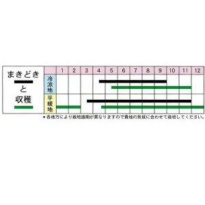 二十日大根の種 コメット 1dlの詳細画像1