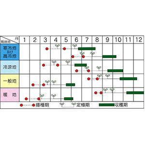 ブロッコリーの種 すばる 20mlの詳細画像1