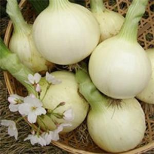 たまねぎの種 春いちばん 20ml ( 野菜の種 )