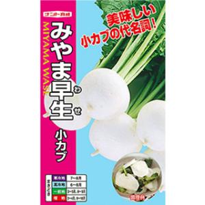 カブの種 みやま早生 小袋 約4ｍｌ ( 野菜の種 )